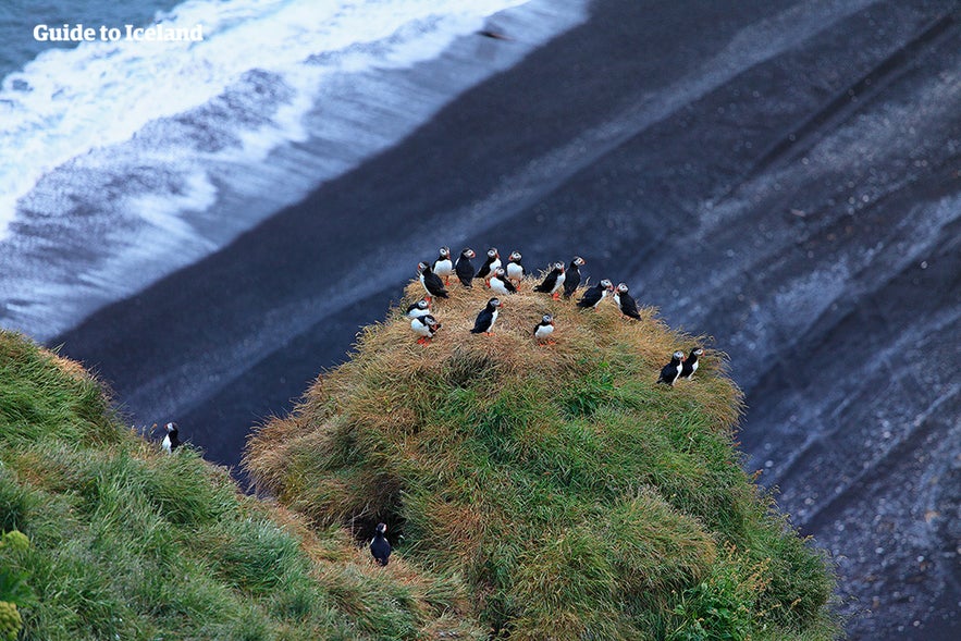 Frailecillos en un acantilado del Sur de Islandia.