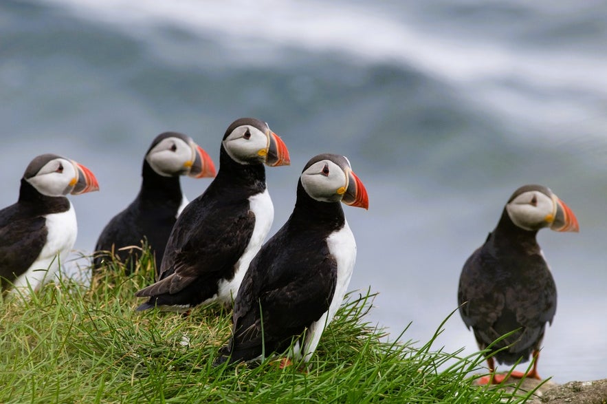 Puffins on a grassy cliff in Iceland’s Westfjords, a wildlife highlight among the best things to do in Isafjordur.