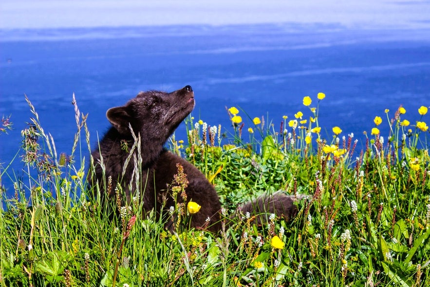 Hornstrandir Nature Reserve in Iceland with Arctic fox and ocean views, a must-see for top things to do in Isafjordur.