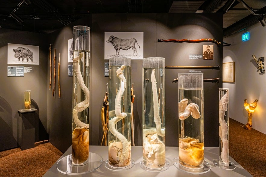 Icelandic Phallological Museum is one of the secret spots and hidden gems in Reykjavik showcasing a unique collection of specimens.