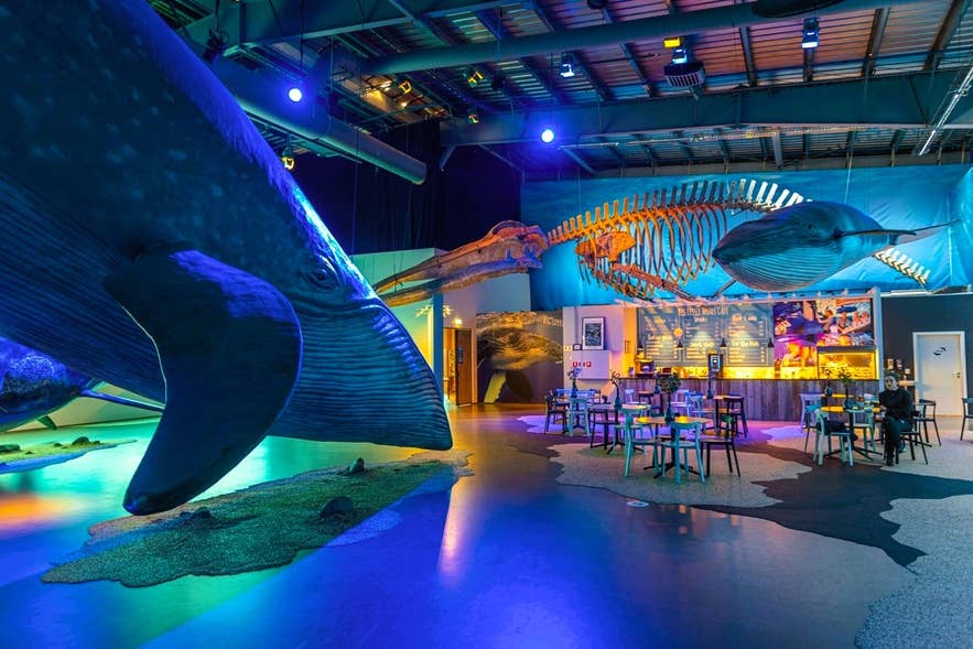Whales of Iceland Museum is one of the secret spots and hidden gems in Reykjavik, featuring life-size whale models and marine exhibits.