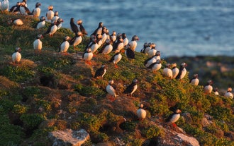 Large group of puffins gathered on a grassy cliffside in the Westman Islands during summer nesting season.