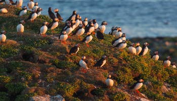 Private Westman Islands Tour with a Volcano Hike and Boat Trip from Reykjavik