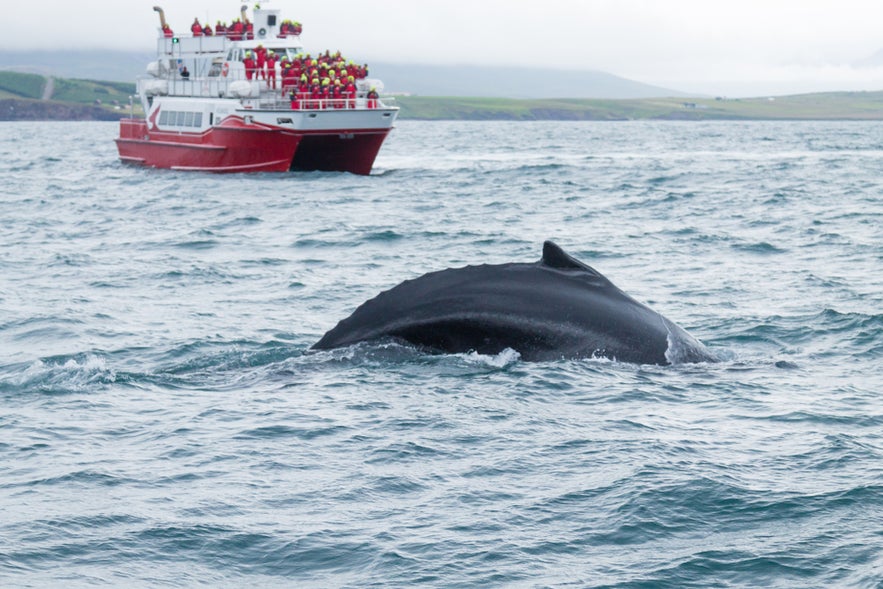 A group of people on a boat are whale-watching in Akureyri as a whale surfaces nearby.