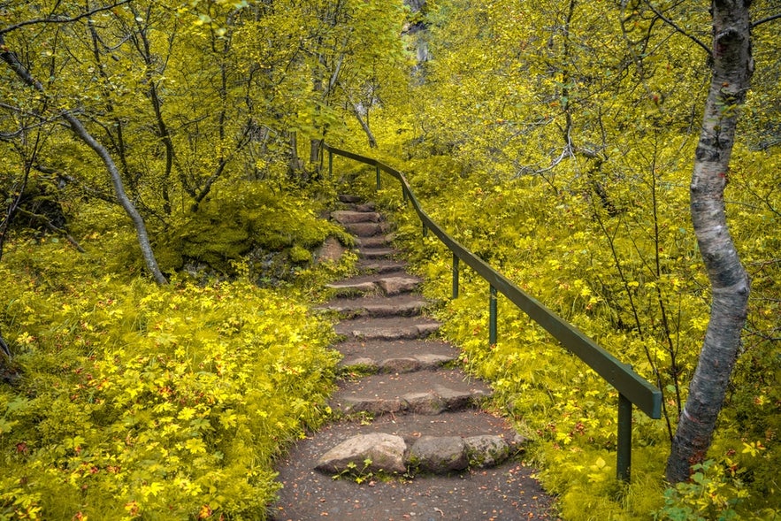 Каменные ступени в каньоне Аусбирги на севере Исландии, окружённые зеленью, ведут через мох и вулканические скалы.