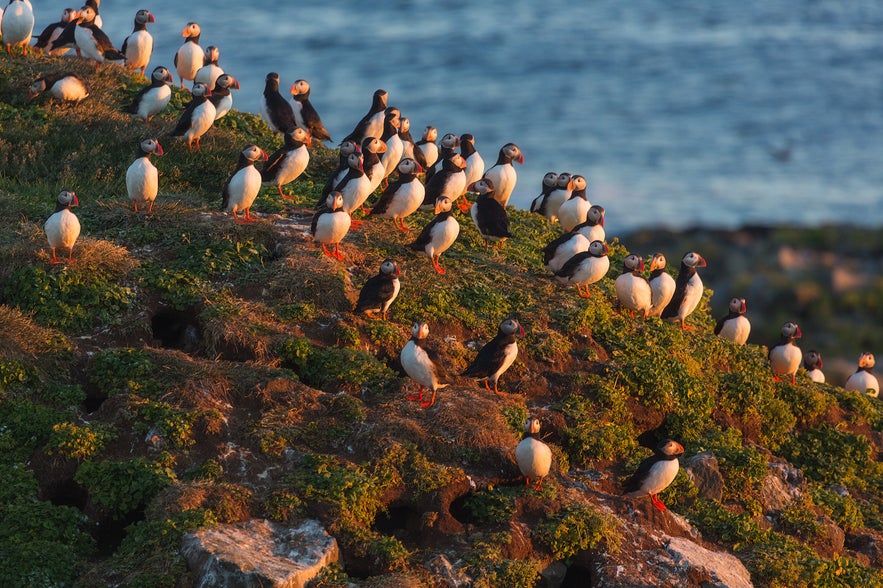 Puffins return to Iceland during the spring