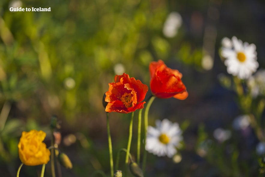 Spring weather in Iceland is mild and temperate