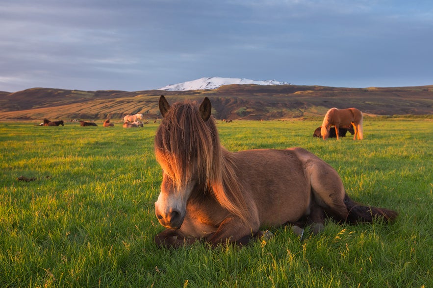 Spring is a great time to visit Iceland