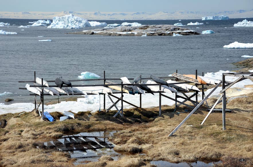 Традиционные гренландские каяки на берегу среди айсбергов.
