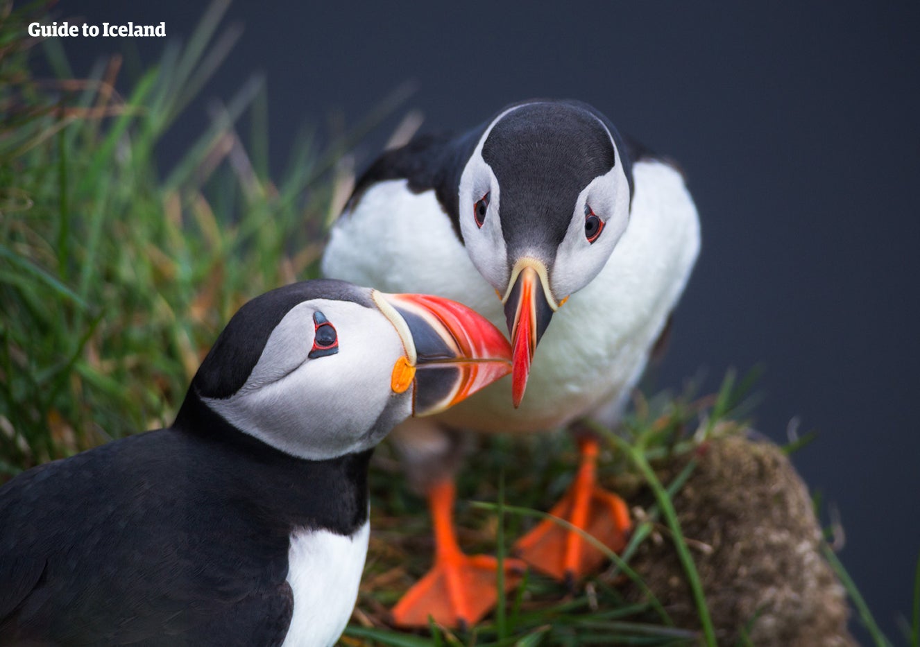 Puffins _ Unknown _ Summer _ Watermarked.jpg