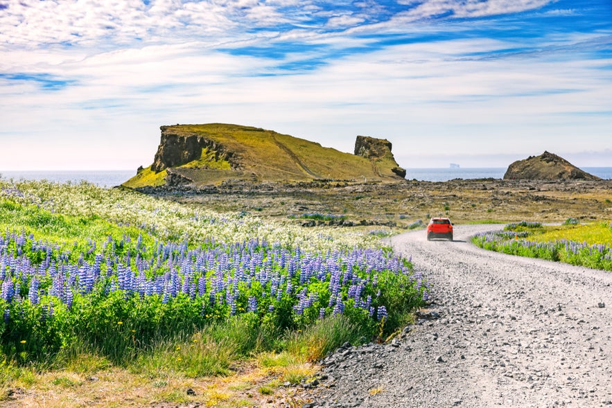 A red car drives on a gravel road through wildflowers and cliffs in the scenic landscape of Iceland's Golden Circle.