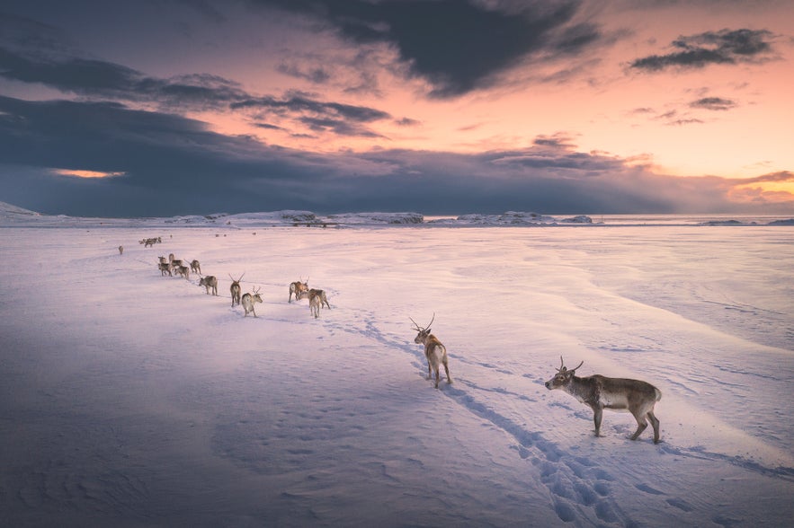 Du kannst im Winter in Ostisland Rentiere sehen.