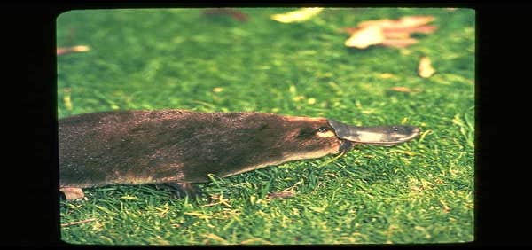 The Easter Platypus
