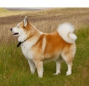 The Icelandic Dog (Dawg)