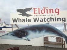 Whale Watching (Walbeobachtungstour)