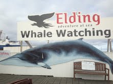 Whale Watching (Walbeobachtungstour)