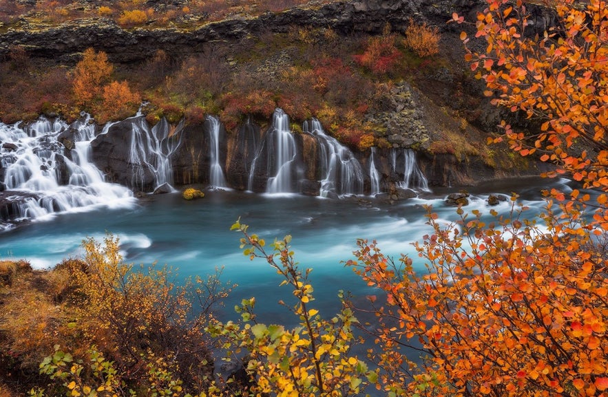 Las cascadas Hraunfossar en Borgarfjordur rodeadas de árboles, musgo y vegetación en otoño en sus tonos rojos, naranjas y amarillos