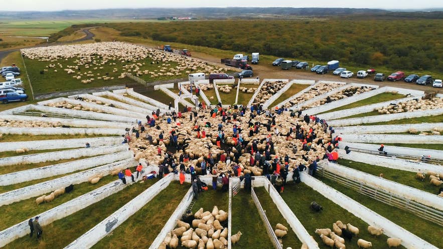 Thverarrett in Borgafjordur during a rettir sheep roundup during fall in Iceland