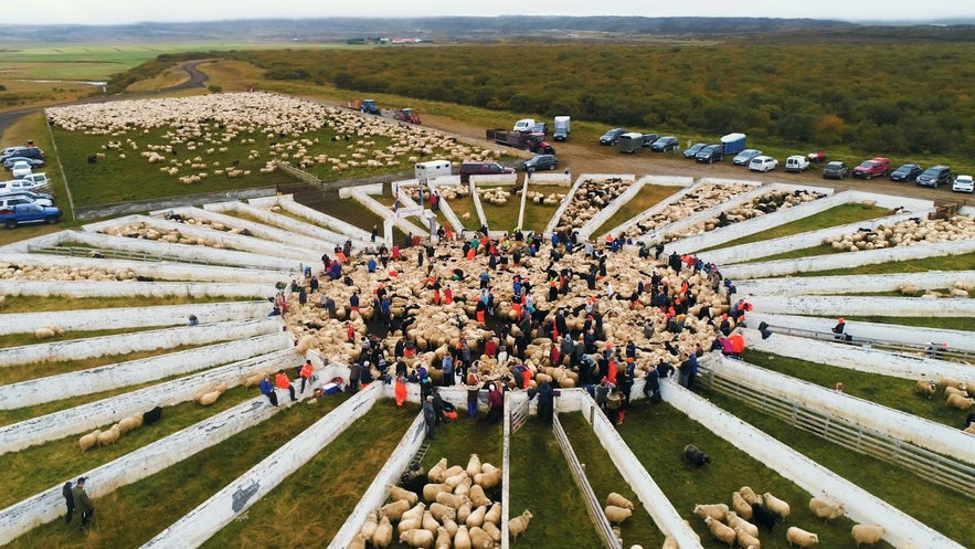 Реттир, или загон овец, в Боргарфьордюре (Исландия) осенью.