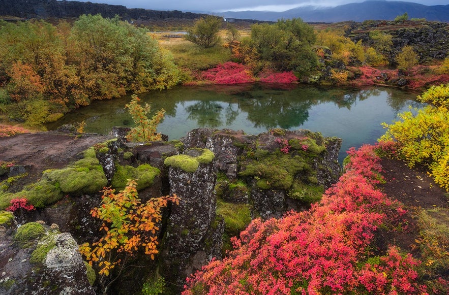 Autumn in Thingvellir national park in iceland