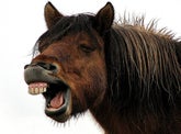 Don't call them ponies! :-)