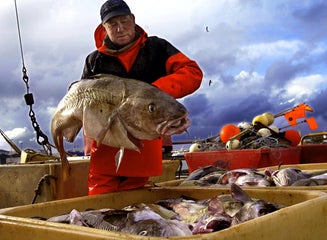 アイスランドの魚料理