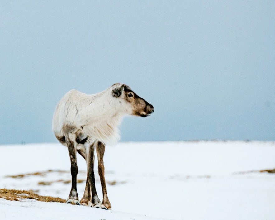 One of the top things to do in Seydisfjordur is spot wild reindeer roaming the snowy landscapes of East Iceland.