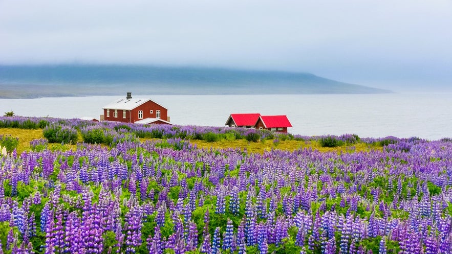 Visiting Skalanes Nature Reserve to admire the purple lupine fields is one of the top things to do in Seydisfjordur.