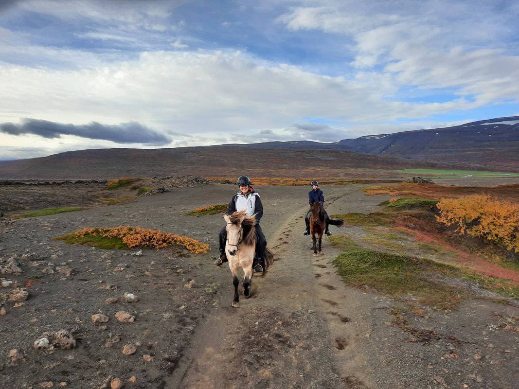 Small-Group North Iceland Horse Riding Tour in Husavik with Birch ...