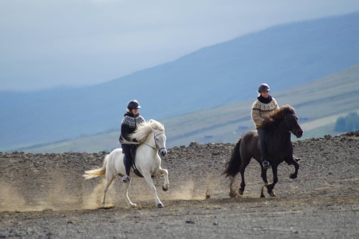 Small-Group North Iceland Horse Riding Tour in Husavik with Birch ...