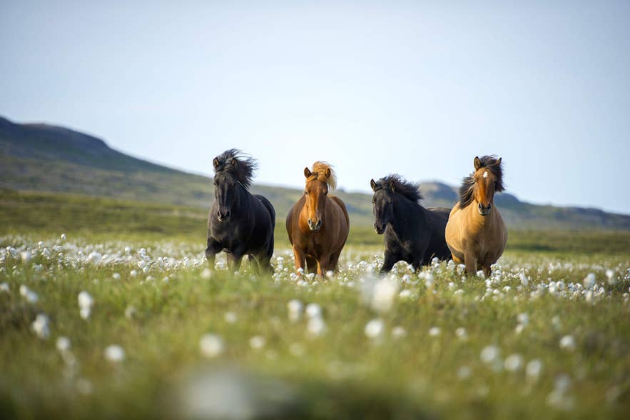 Four Icelandic horses running freely across a grassy field filled with blooming white wildflowers.