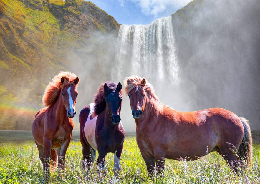 Islandpferde grasen auf grünem Gras nahe eines Wasserfalls mit Nebel und Regenbogen im Hintergrund.