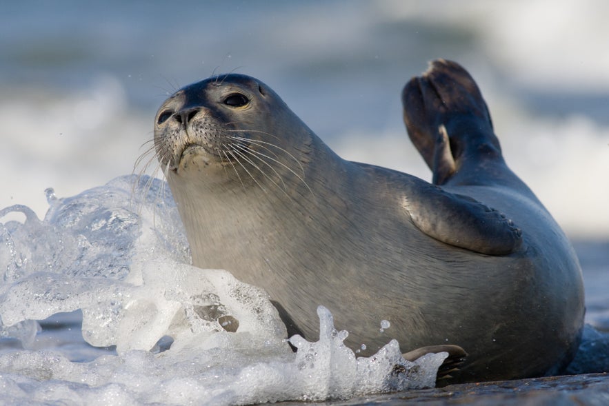 Harbor seal resting on a shoreline in Iceland with its round head and spotted coat visible.
