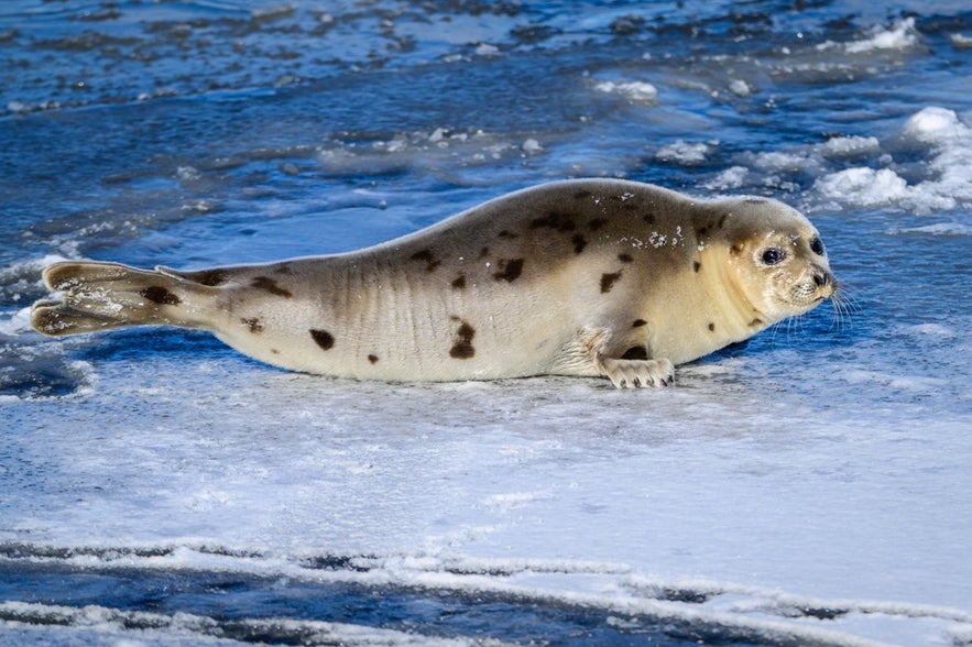 Harp seal with distinctive dark harp-shaped markings on its back, seen in icy waters.