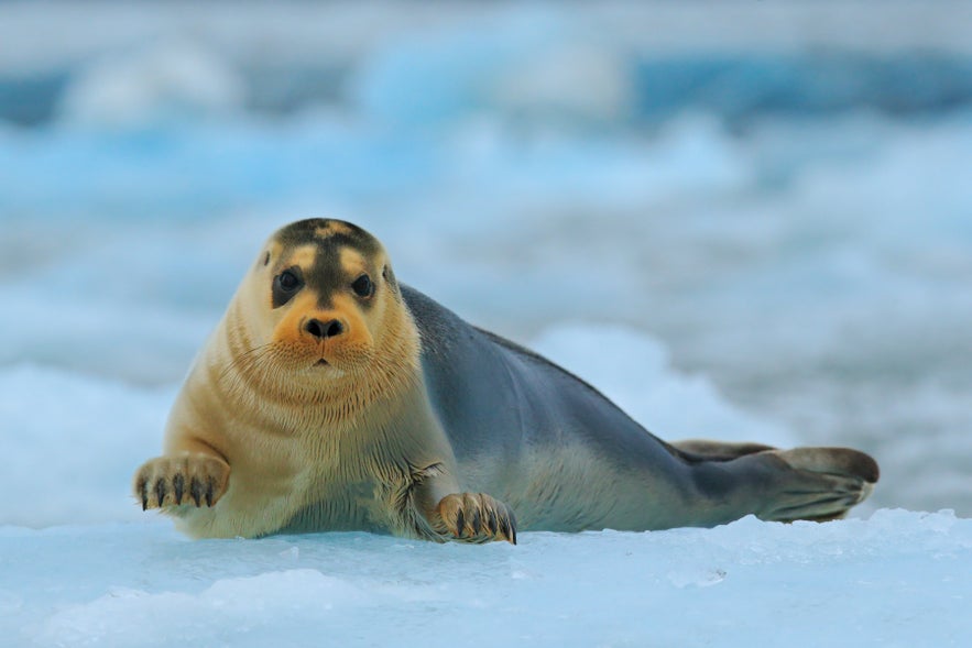 Bearded seal resting on sea ice in Iceland, recognizable by its long white whiskers.