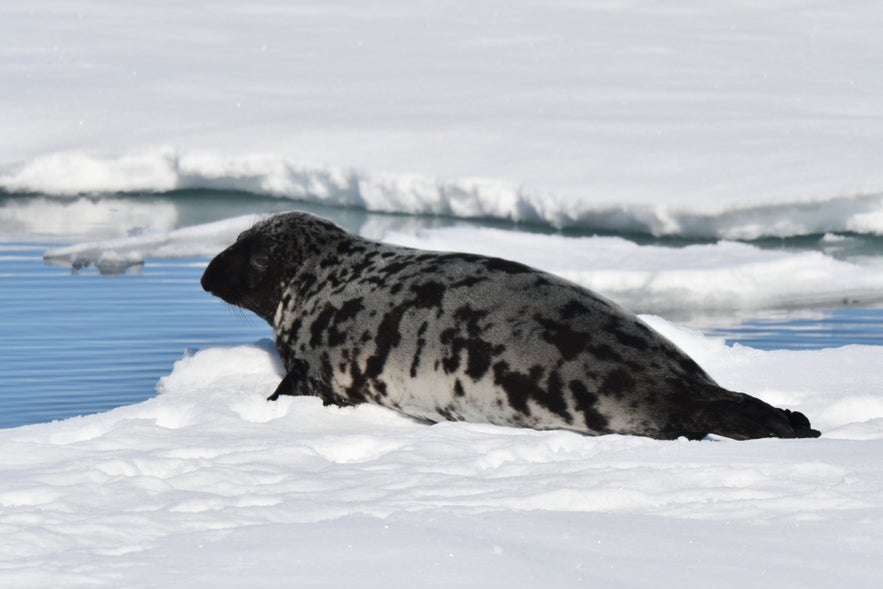 Hooded seal with a large, inflated nasal sac, resting on sea ice.