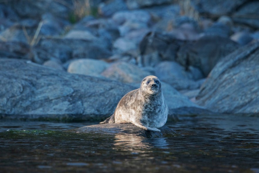 Ringed seal with small size and light fur patterned with dark rings, lying on a rock in Iceland.