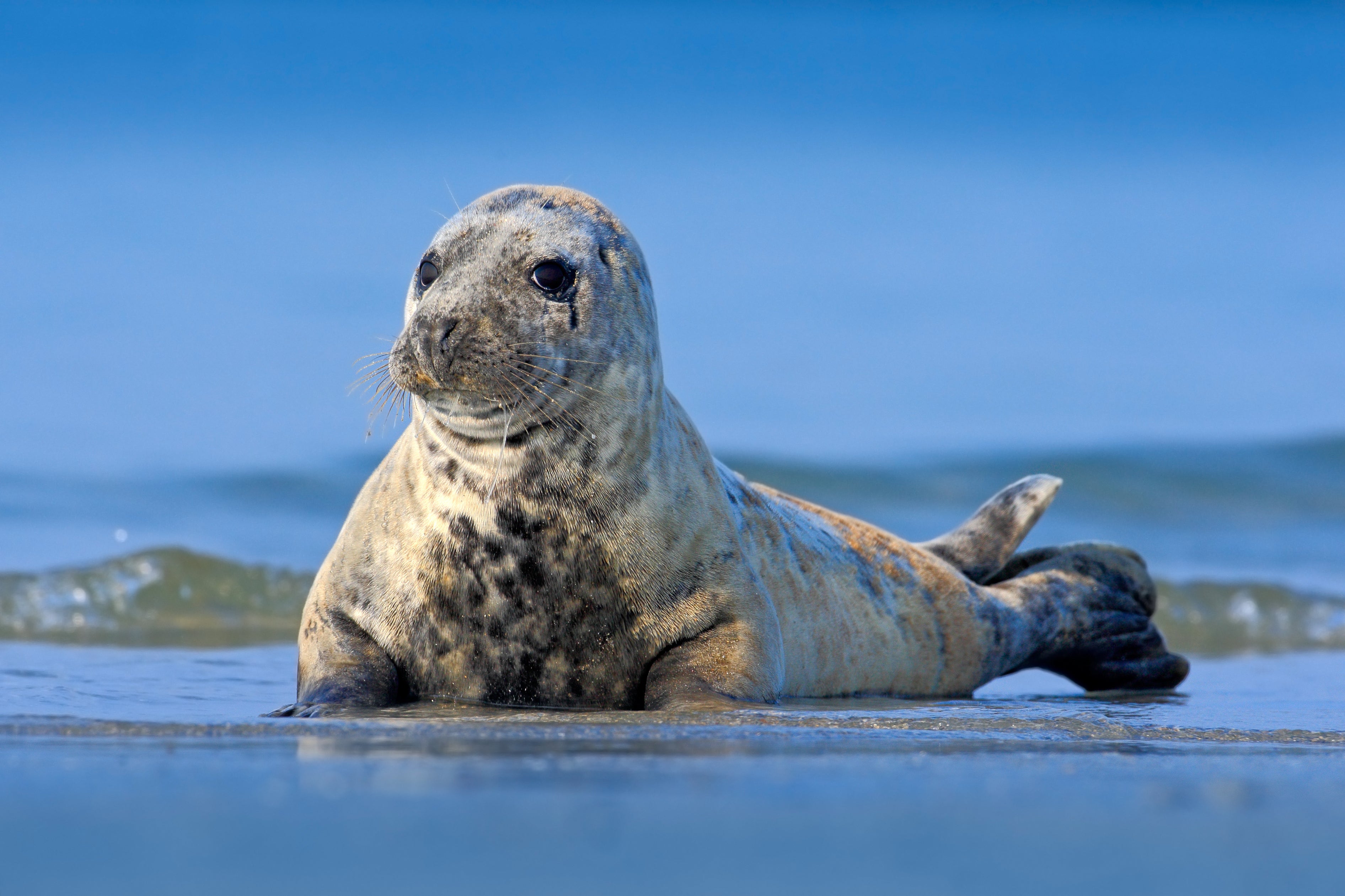 Grey seal lying on the coast of Iceland, showing its long nose and speckled fur.