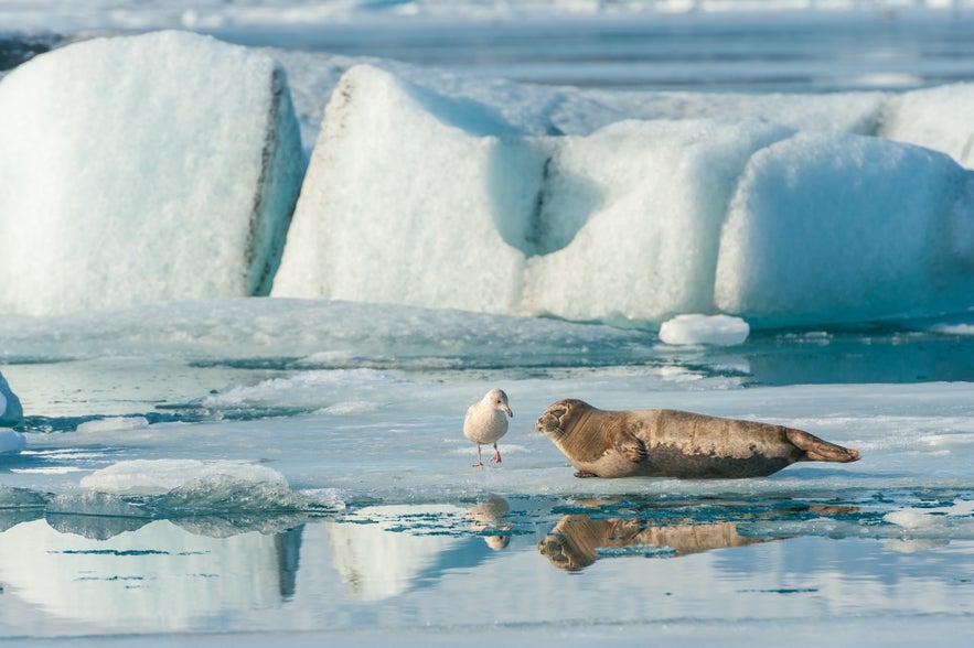 A seal and seagull at Jokulsarlon Glacier Lagoon in Iceland.