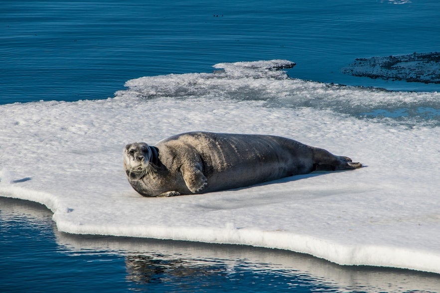 A ringed seal lying on an ice floe in Iceland.