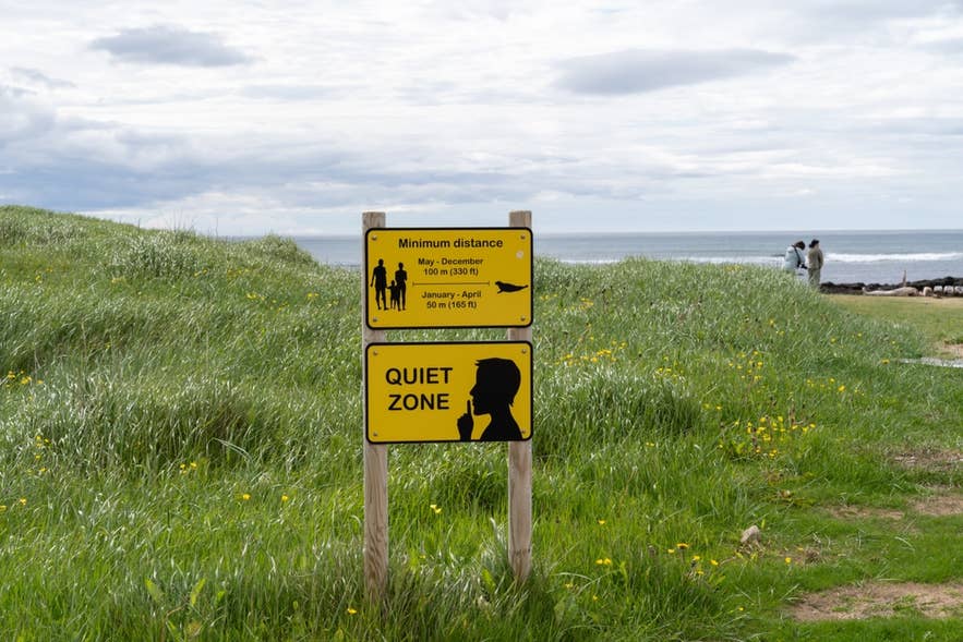 Yellow conservation signage on an Icelandic coastal grassland marking minimum distances for wildlife
