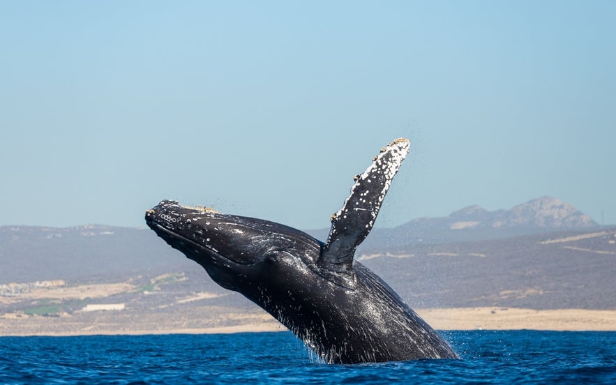 Seeing humpback whales is a highlight of whale watching tours in Iceland, especially popular in summer.
