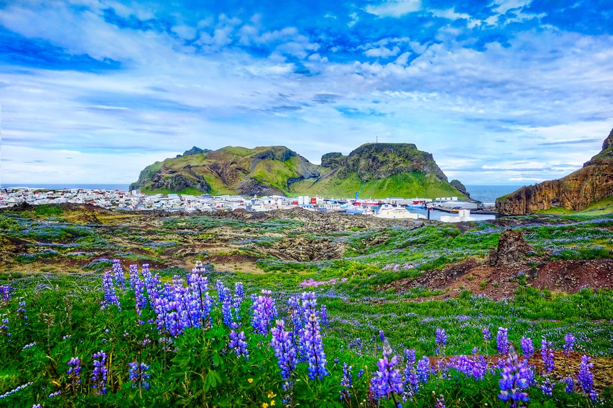 Panoramic view of the town of Heimaey on the Westman Islands of Iceland.