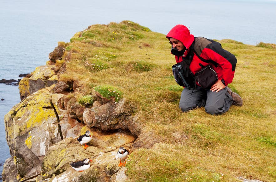 Tourist watching a puffin on a cliff in Iceland during summer.