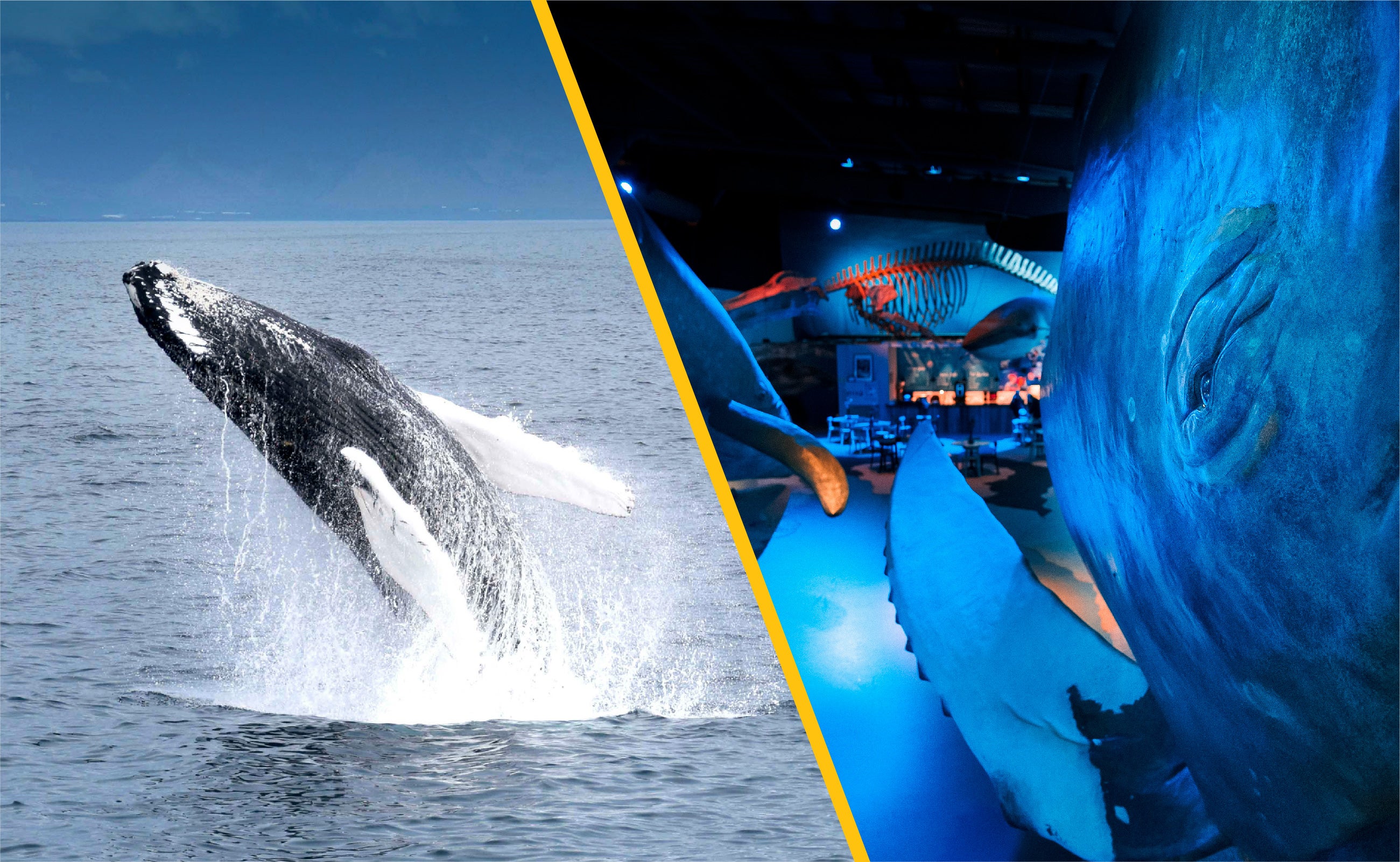 Fire-timers hvalsafari & udstillingen "Whales of Iceland" med transfer fra Reykjavik