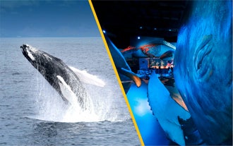 Fire-timers hvalsafari & udstillingen "Whales of Iceland" med transfer fra Reykjavik