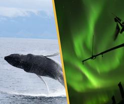 Northern Lights and Whale-Watching Boat Tours from Reykjavik