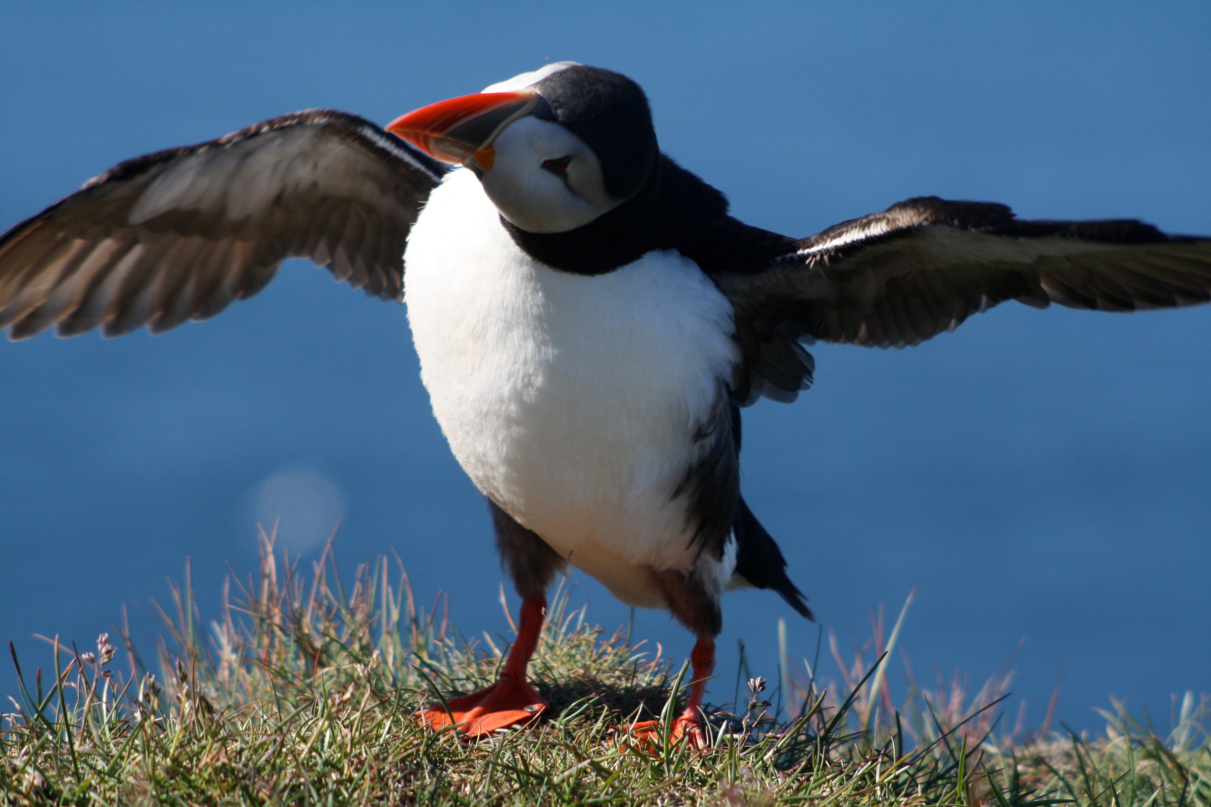 Bird watching in Iceland