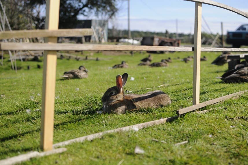 Rabbits in Iceland