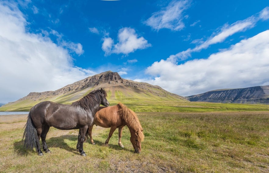 Two Icelandic horses graze in a field near a mountain in Reykholt on the Silver Circle route.